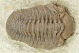 Three Cordania Wessmani Trilobites & A Paciphacops - Oklahoma #110728-3
